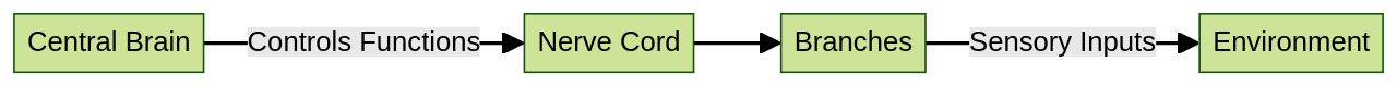 Flowchart of Earthworm Nervous System